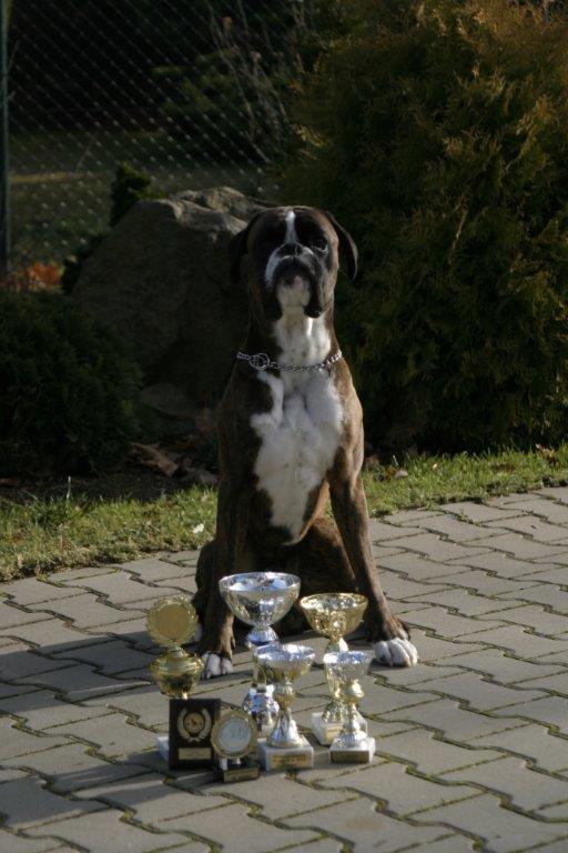 rok 2012